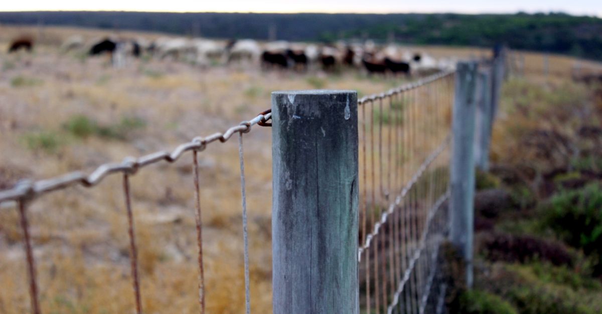 Eco-Friendly Fencing Designs that Complement Australian Gardens